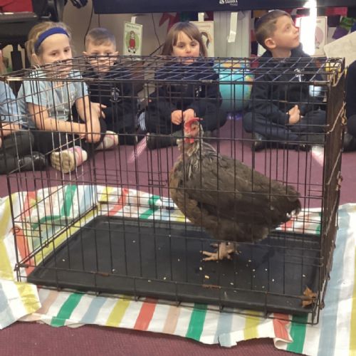 Little Red Hen