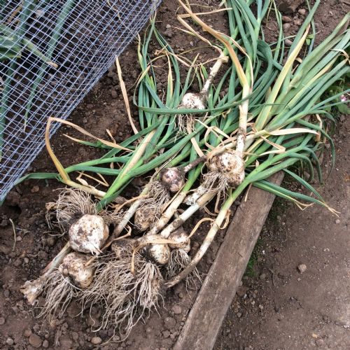 Harvest